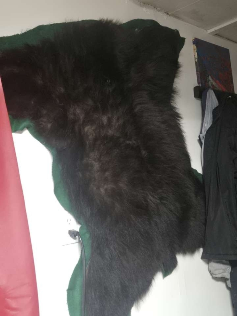 black bear pelt from northern saskatchewan about 18 years old.